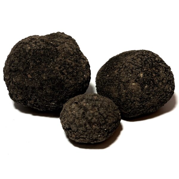 Trufa negra fresca - 100 - 1000 gr - Imagen 3