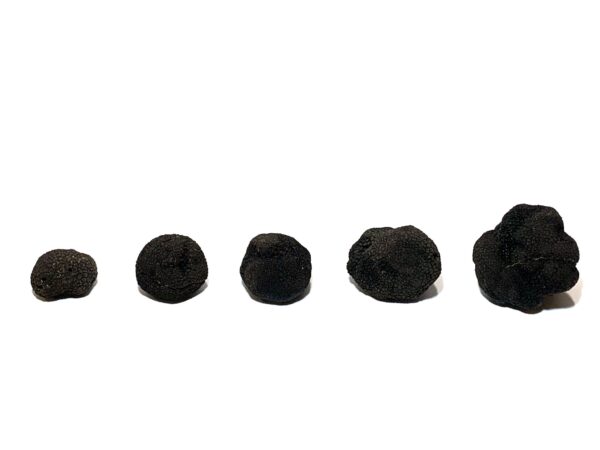 Trufa negra fresca - 100 - 1000 gr - Imagen 2