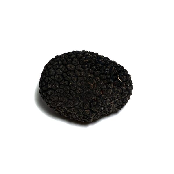 Trufa negra fresca - 20/30 gr