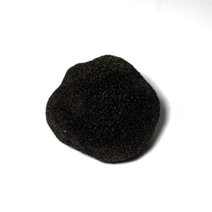 Trufa negra fresca - 60/70 gr