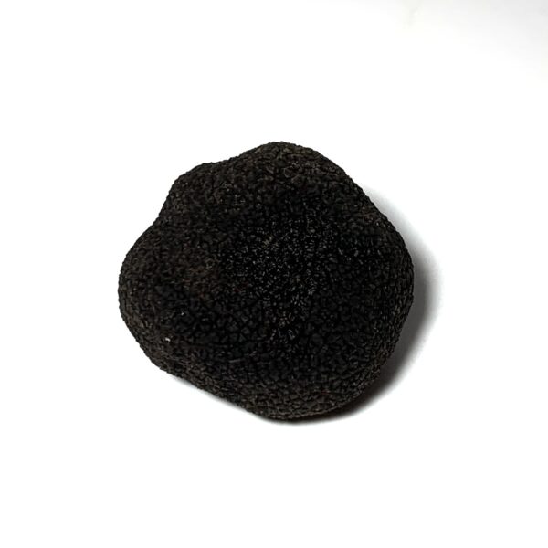 Trufa negra fresca - 60/70 gr