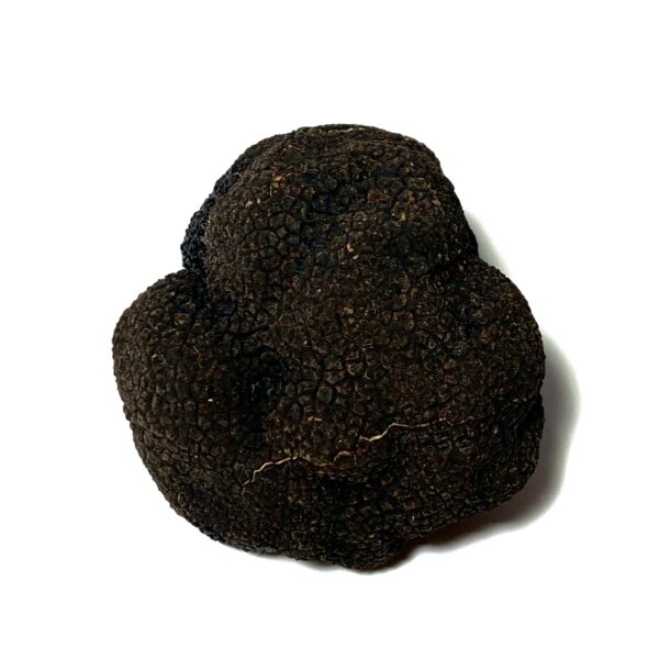 Trufa negra fresca - 100 - 1000 gr